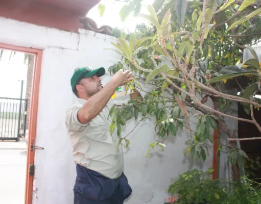 SAG lanza nueva campaña para controlar brote de mosca de la fruta en Monte Patria