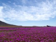 Esperanza en flor: confirman Desierto Florido en Atacama este 2025”