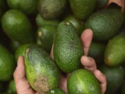 Crisis de la palta peruana refuerza la urgencia de producir frutas de manera sustentable en la región