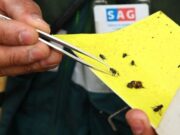 SAG intensifica vigilancia por detección de un ejemplar de mosca de la fruta