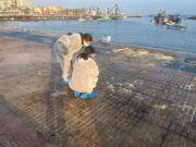 Sernapesca y universidades realizan campaña científica con necropsias a fauna marina en Antofagasta y Coquimbo