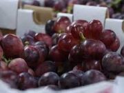 Productores de uva de mesa de Atacama exploran oportunidades en Asia y preparan misión a Europa