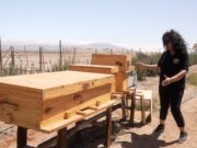 INDAP abre postulaciones a inversión productiva del programa FCI para fortalecer a la agricultura familiar campesina