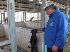 Canil municipal de Copiapó tendrá importantes obras de mejoramiento con inversión de $480 millones