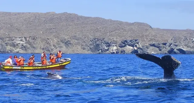 avistamiento-de-ballenas-chanaral-de-aceituno-5-e1765646947995