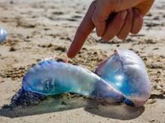 Fragata portuguesa en Coquimbo: especialistas explican su llegada, riesgos y efectos en el ecosistema costero