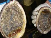 Extienden hasta 2028 la veda del loco entre Arica y Aysén para proteger la sustentabilidad del recurso