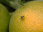 SAG refuerza vigilancia sanitaria tras detección de mosca de la fruta en Vallenar