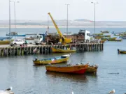 Último informe descarta toxina amnésica en Tongoy, pero restricción sanitaria continúa vigente