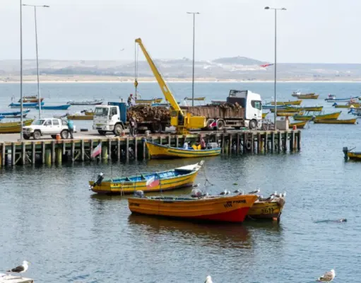 Último informe descarta toxina amnésica en Tongoy, pero restricción sanitaria continúa vigente