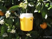 SAG finaliza séptima campaña contra la mosca de la fruta en Monte Patria y destaca avances en su erradicación