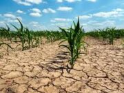 Agricultor de Monte Patria enfrenta sequía y heladas para mantener viva su producción