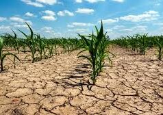 Agricultor de Monte Patria enfrenta sequía y heladas para mantener viva su producción