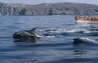 Impulsan inversión de $800 millones para potenciar el turismo pesquero en Freirina