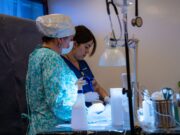 Illapel duplica operativos de esterilización gratuita y proyecta 2.000 intervenciones en 2026