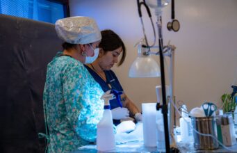 Illapel duplica operativos de esterilización gratuita y proyecta 2.000 intervenciones en 2026