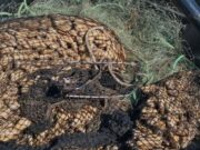 Incautan más de 2 toneladas de recursos marinos en operativos previos a Semana Santa en Atacama