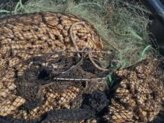 Incautan más de 2 toneladas de recursos marinos en operativos previos a Semana Santa en Atacama