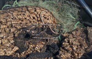 Incautan más de 2 toneladas de recursos marinos en operativos previos a Semana Santa en Atacama