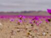 Atacama se prepara para una histórica temporada del Desierto Florido 2026