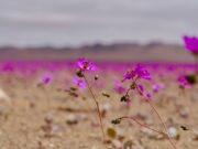 Atacama se prepara para una histórica temporada del Desierto Florido 2026