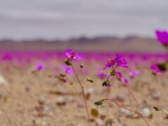 Atacama se prepara para una histórica temporada del Desierto Florido 2026