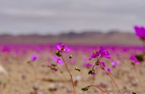Atacama se prepara para una histórica temporada del Desierto Florido 2026