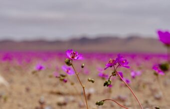 Atacama se prepara para una histórica temporada del Desierto Florido 2026