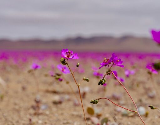 Atacama se prepara para una histórica temporada del Desierto Florido 2026