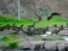 Las lluvias de julio transforman el Limarí y abren paso a la recuperación de flora y fauna