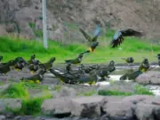 Las lluvias de julio transforman el Limarí y abren paso a la recuperación de flora y fauna