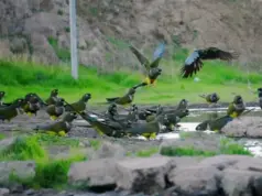 Las lluvias de julio transforman el Limarí y abren paso a la recuperación de flora y fauna