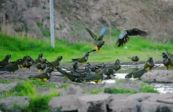 Las lluvias de julio transforman el Limarí y abren paso a la recuperación de flora y fauna