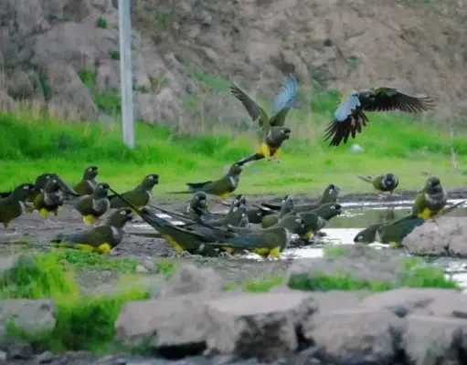 Las lluvias de julio transforman el Limarí y abren paso a la recuperación de flora y fauna
