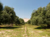 Lluvias históricas en la Provincia de Huasco obligan a productores de olivos a ajustar sus labores agrícolas