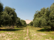 Lluvias históricas en la Provincia de Huasco obligan a productores de olivos a ajustar sus labores agrícolas