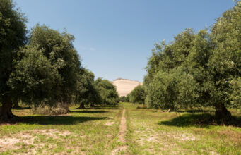 Lluvias históricas en la Provincia de Huasco obligan a productores de olivos a ajustar sus labores agrícolas
